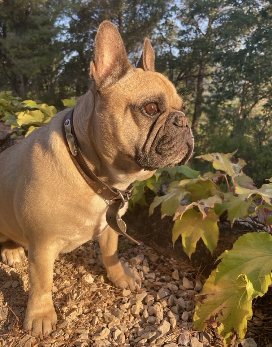 Ulysse, a French bulldog, standing outside in warm sunlight.